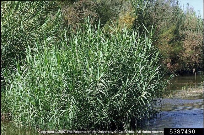Giant reed invading a waterway. (Credit: Joseph M. DiTomaso)