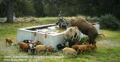 Wild pigs drinking and swimming in a cattle water trough. (Credit: Grant Canova-Parker)