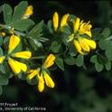 The flowers of French broom are attractive, but this invasive plant is not a good choice for landscapes. (Credit: Jack Kelly Clark)