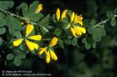 The flowers of French broom are attractive, but this invasive plant is not a good choice for landscapes. (Credit: Jack Kelly Clark)