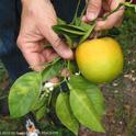 Huanglongbing, the disease carried by the Asian citrus psyllid, causes asymmetrical yellow mottling of leaves and odd shape and greening of fruit. (Credit: Dr. Susan E. Halbert)