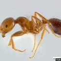 Red imported fire ant. (Credit: Bugwood.org)