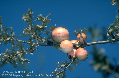 Making a Difference for California - San Mateo & San Francisco Counties