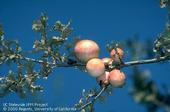 Oak apple galls on valley oak. (Credit: Jack Kelly Clark)