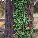 Poison-oak growing on a tree as a climbing vine. (Credit: Joseph M. DiTomaso)