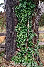 Poison-oak growing on a tree as a climbing vine. (Credit: Joseph M. DiTomaso)