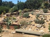 Most Californians don't have a desert landscape designed to withstand the limited water and high temps like the desert garden display at the UC Santa Cruz botanical garden. (Credit: Lauren Snowden)