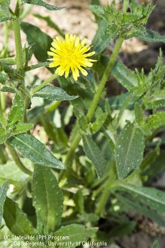 Mature plant of bristly oxtongue. (Credit: Larry L. Strand)