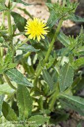 Mature plant of bristly oxtongue. (Credit: Larry L. Strand)