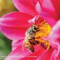Adult honey bee collecting pollen on zinnia. (Credit: Kathy Keatley Garvey)