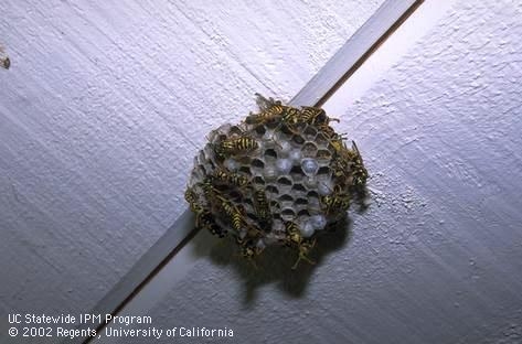 Paper wasp nest with adults tending larval cells. (Credit: Larry L. Strand)