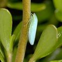 Adult leafhopper. (Credit: Jack Kelly Clark)