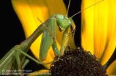 Adult mantis. (Credit: Jack Kelly Clark)