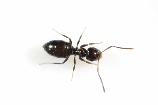 Figure 1. Dark rover ant worker. (Credit: Siavash Taravati, UC IPM)