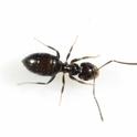 Figure 1. Dark rover ant (Credit: Siavash Taravati, UC IPM)