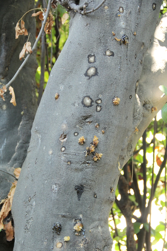 Figure 5: Some trees react to ISHB infestation by gumming. (Credit: Monica Dimson, UCCE Orange Co.)