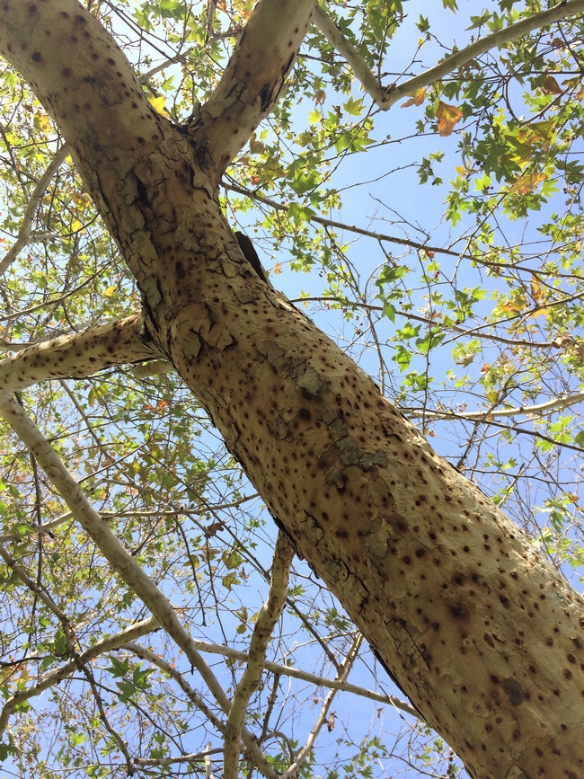Figure 7: Trunk of a heavily infested California sycamore (Platanus racemosa). Note the staining around each ISHB entry hole. (Credit: Beatriz Nobua-Behrmann)