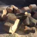 Figure 1. Firewood left behind from tree care operations can harbor pests. (Credit: Karey Windbiel-Rojas)