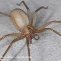 Brown recluse spider. (Credit: Rick Vetter, UCR)