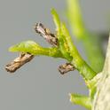 Asian citrus psyllid adult and eggs on young citrus leaves. <br>(Credit: M. Lewis, CISR)