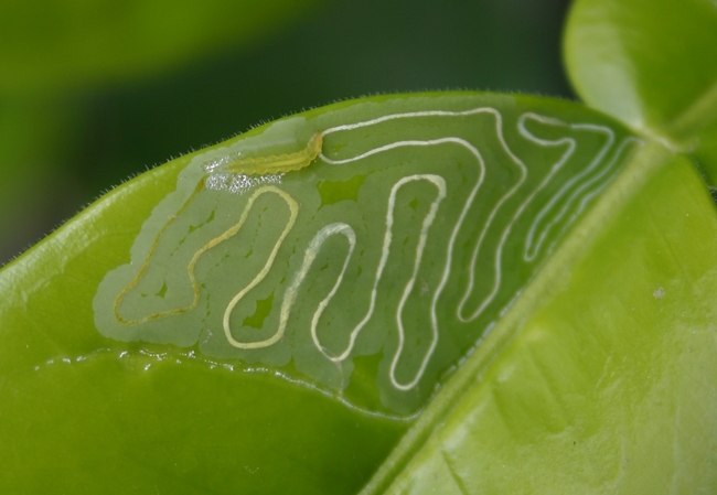 Up close image of a green citrus leaf with serpentine tunnel damage caused by feeding of a citrus leafminer larva, shown at the top of the leaf.
