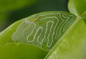 Up close image of a green citrus leaf with serpentine tunnel damage caused by feeding of a citrus leafminer larva, shown at the top of the leaf.