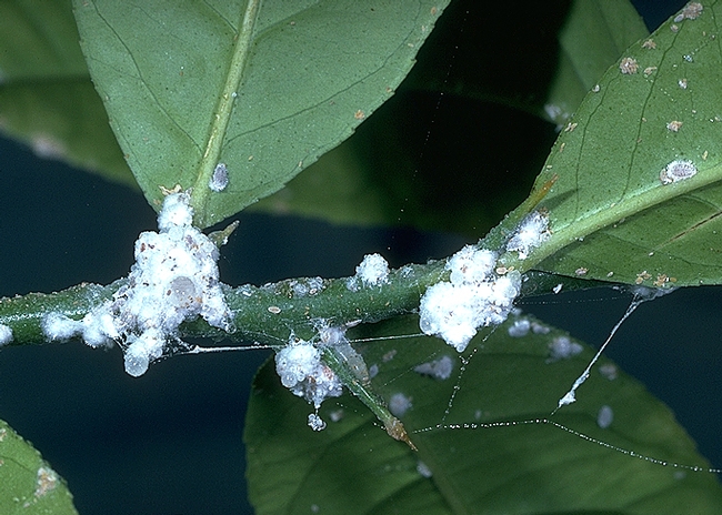 Several small white clusters of mealybug colonies feed on citrus leaves.
