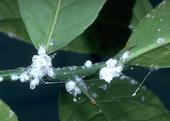 Several small white clusters of mealybug colonies feed on citrus leaves.