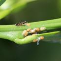 Figure 1. Ants harvesting honeydew from Asian citrus psyllid nymphs. (Credit: E. Grafton-Cardwell, UCCE)
