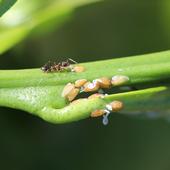 Up close image of a reddish black ant harvesting honeydew from an orange colored Asian citrus psyllid nymphs. A cluster of Asian citrus psyllid nymphs and their waxy honeydew are clustered in the foreground.