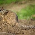Adult California ground squirrel. (Credit: Jack Kelly Clark)