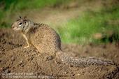 Adult California ground squirrel. (Credit: Jack Kelly Clark)