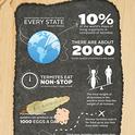 Termite Awarness Week Infographic