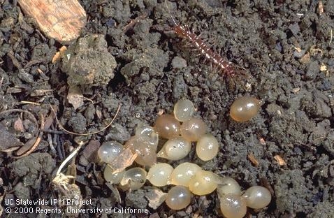 Snail eggs<br>(Credit: Jack Kelly Clark)