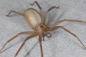 Adult brown recluse spider, <i>Loxosceles reclusa</i>. (Credit: R Vetter)