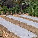 Clear plastic is laid over planting beds to elevate soil temperatures. (Credit: K Windbiel-Rojas)