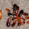 Figure 3. Turkestan cockroaches attracted to spilled food. (Credit: A Sutherland)