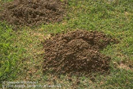 Characteristic crescent-shaped mound and plugged burrow opening of a pocket gopher. [Credit: Jack Kelly Clark]