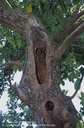 Heart rot wood decay in avocado tree trunk. (Credit: D Rosen)