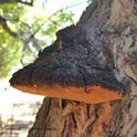 A conk, the fruiting body of the fungus <i>Phellinus ignarius</i> on black walnut. (Credit: AJ Downer, UCCE Ventura County)