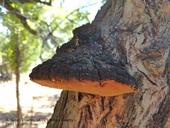 A conk, the fruiting body of the fungus <i>Phellinus ignarius</i> on black walnut. (Credit: AJ Downer, UCCE Ventura County)
