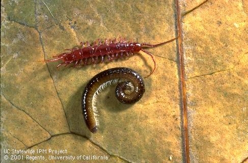 A centipede (above) and millipede side by side. (Credit: Jack Kelly Clark)