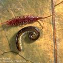 A centipede (above) and millipede side by side. (Credit: Jack Kelly Clark)