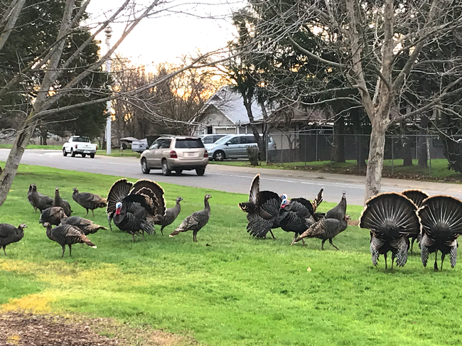 A flock of wild turkeys in a residential neighborhood.<br>(Credit: K Windbiel-Rojas)