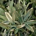 Oleander leaves with damage to leaves by freezing weather. (Credit: Jack Kelly Clark)