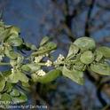 Foliage and fruit of broadleaf mistletoe.<br>(Credit: Jack Kelly Clark)