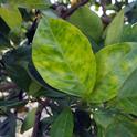 This blotchy yellowing of citrus tree leaves is an early sign of Huanglongbing and will worsen as the disease develops in the tree. (Photo courtesy of CitrusInsider.org)