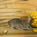 House mice prefer grains but will consume many different foods. (Credit: R Marsh)