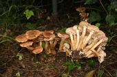 Armillaria mushrooms grow in clusters, have a ring around their stem, and are tan to honey colored. (Credit: J Turney)