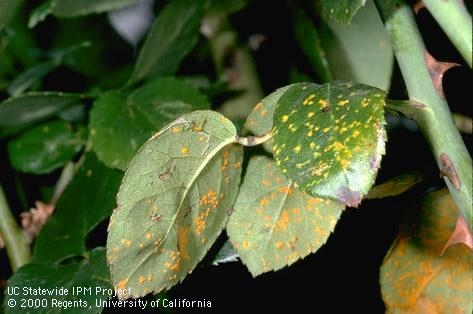 Close up of top and bottom of rose leaves infected with rose rust.